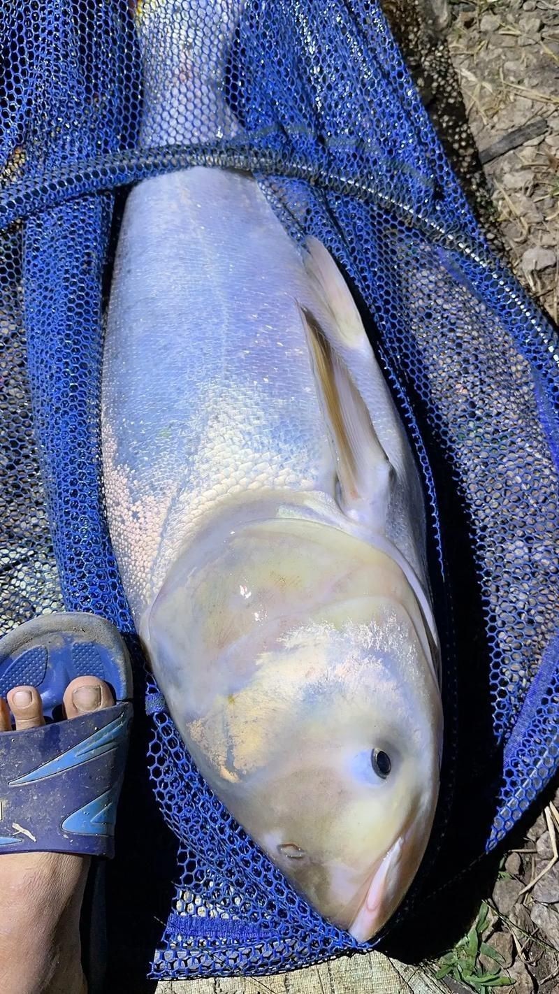 回龍魚照片，“回龍魚照片”主題聚焦于展示龍魚獨特的形態與美感 回龍魚照片，“回龍魚照片”主題聚焦于展示龍魚獨特的形態與美感 龍魚百科 第18張