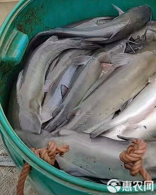 回龍魚照片，“回龍魚照片”主題聚焦于展示龍魚獨特的形態與美感 回龍魚照片，“回龍魚照片”主題聚焦于展示龍魚獨特的形態與美感 龍魚百科 第13張