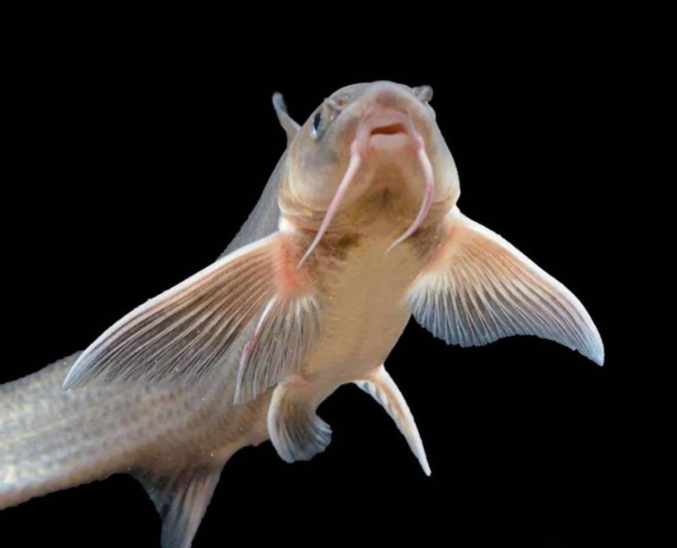 回龍魚照片，“回龍魚照片”主題聚焦于展示龍魚獨特的形態與美感 回龍魚照片，“回龍魚照片”主題聚焦于展示龍魚獨特的形態與美感 龍魚百科 第11張