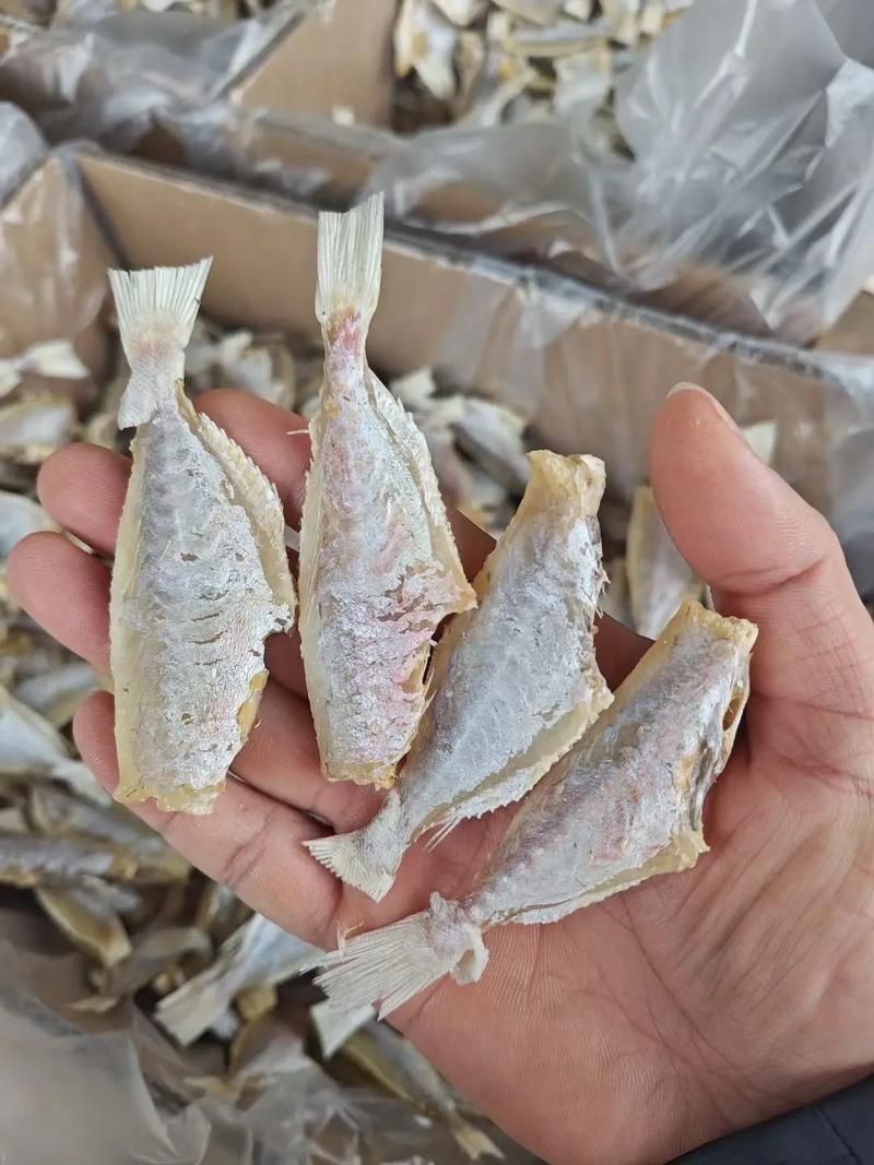 回龍魚照片，“回龍魚照片”主題聚焦于展示龍魚獨特的形態與美感 回龍魚照片，“回龍魚照片”主題聚焦于展示龍魚獨特的形態與美感 龍魚百科 第6張