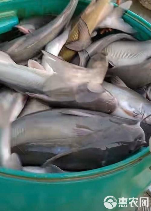 回龍魚照片，“回龍魚照片”主題聚焦于展示龍魚獨特的形態與美感 回龍魚照片，“回龍魚照片”主題聚焦于展示龍魚獨特的形態與美感 龍魚百科 第12張