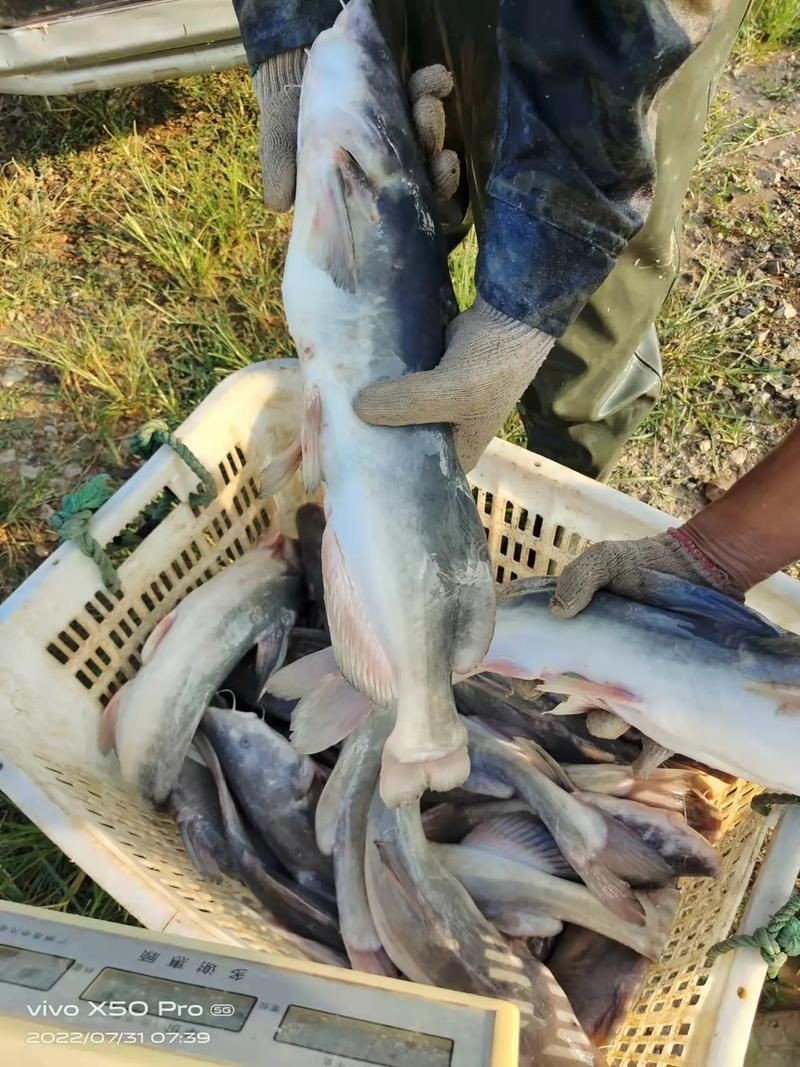 回龍魚照片，“回龍魚照片”主題聚焦于展示龍魚獨特的形態與美感 回龍魚照片，“回龍魚照片”主題聚焦于展示龍魚獨特的形態與美感 龍魚百科 第5張