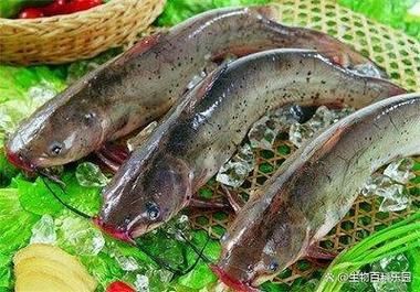 回龍魚照片，“回龍魚照片”主題聚焦于展示龍魚獨特的形態與美感 回龍魚照片，“回龍魚照片”主題聚焦于展示龍魚獨特的形態與美感 龍魚百科 第4張