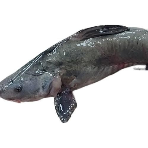 回龍魚照片，“回龍魚照片”主題聚焦于展示龍魚獨特的形態與美感 回龍魚照片，“回龍魚照片”主題聚焦于展示龍魚獨特的形態與美感 龍魚百科 第10張