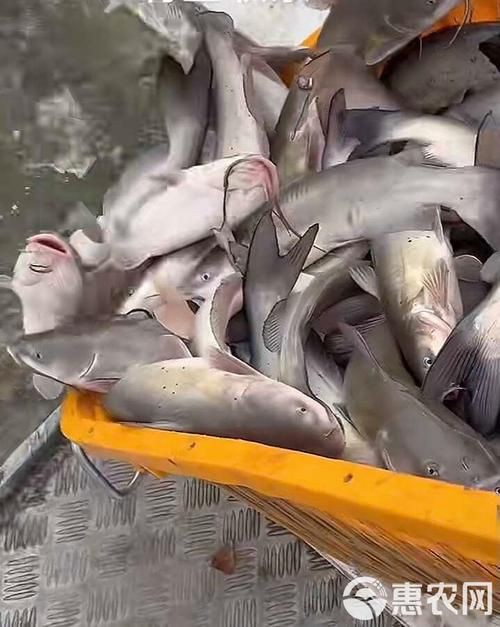 回龍魚照片，“回龍魚照片”主題聚焦于展示龍魚獨特的形態與美感 回龍魚照片，“回龍魚照片”主題聚焦于展示龍魚獨特的形態與美感 龍魚百科 第7張
