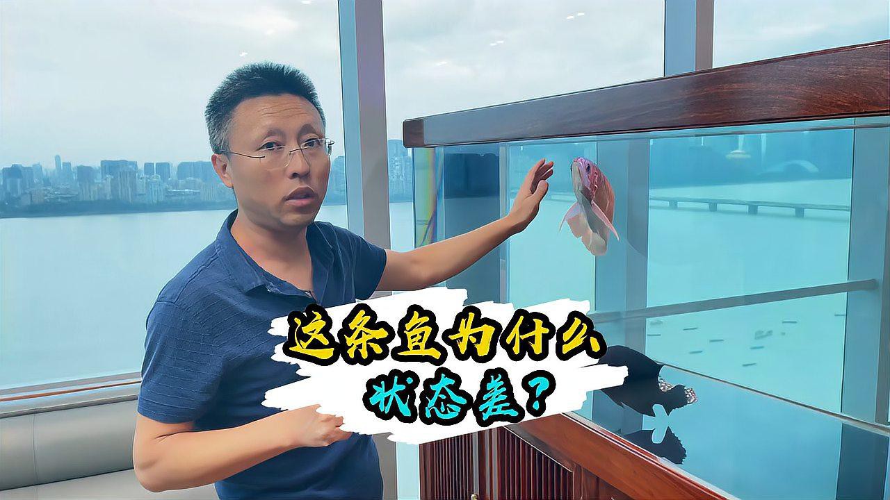 如何判斷龍魚是否進入恢復期？，判斷龍魚是否進入恢復期是養殖過程中的關鍵觀察環節