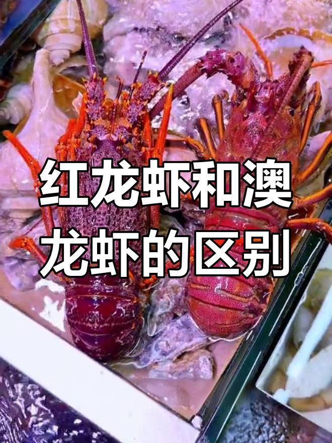 紅龍與澳龍的口感差異，墨西哥紅龍與澳龍的差異解析紅龍與澳龍的區別科學知行