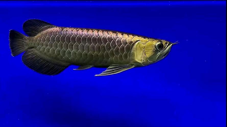 古典龍魚有哪些品種圖片，古典過背金龍魚 古典龍魚有哪些品種圖片，古典過背金龍魚 龍魚百科 第22張