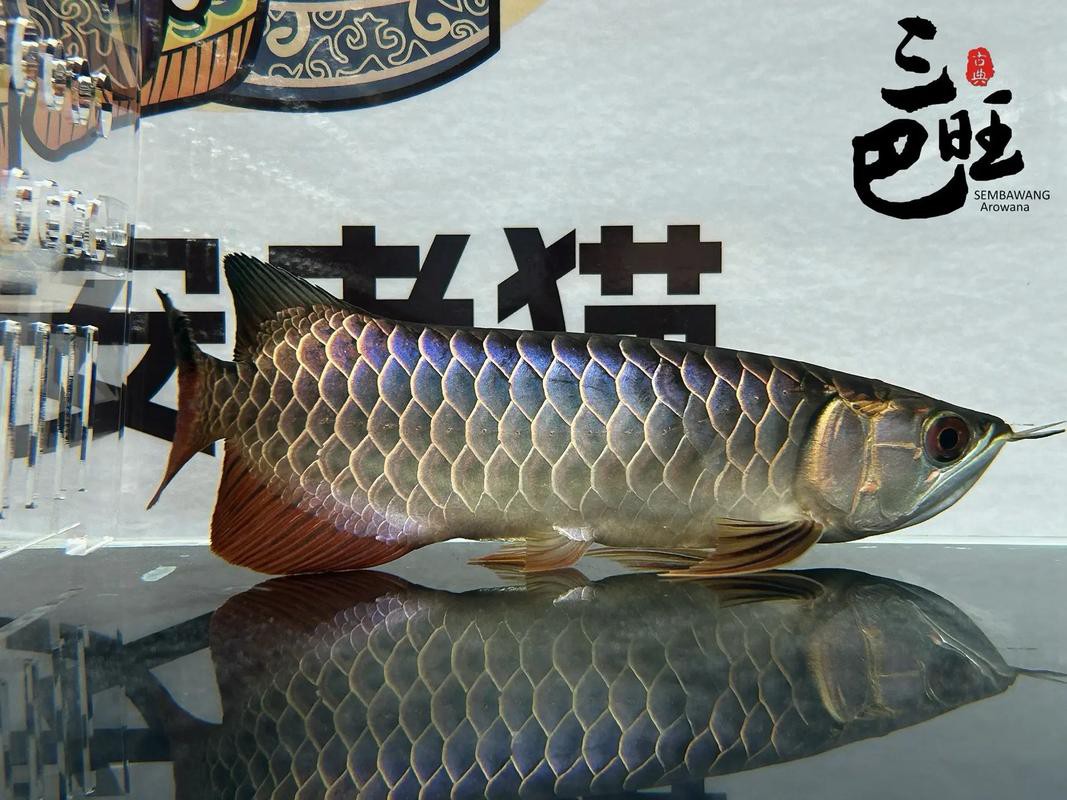 古典龍魚有哪些品種圖片，古典過背金龍魚 古典龍魚有哪些品種圖片，古典過背金龍魚 龍魚百科 第15張