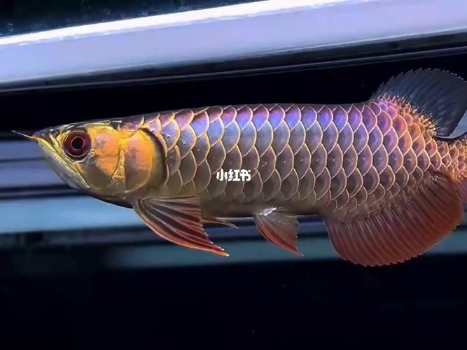 古典龍魚有哪些品種圖片，古典過背金龍魚 古典龍魚有哪些品種圖片，古典過背金龍魚 龍魚百科 第19張