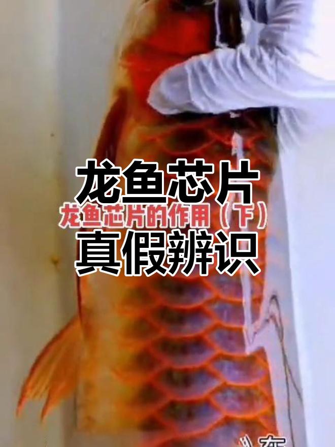 帶芯片和血統證書的龍魚有何不同？，如何辨別真偽與血統龍魚 帶芯片和血統證書的龍魚有何不同？，如何辨別真偽與血統龍魚 龍魚論壇 第1張