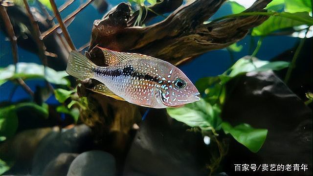 帶芯片和血統證書的龍魚有何不同？，如何辨別真偽與血統龍魚 帶芯片和血統證書的龍魚有何不同？，如何辨別真偽與血統龍魚 龍魚論壇 第5張