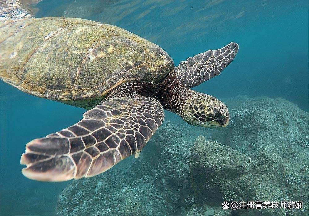 海象肉可以吃嗎，海象肉是否可食用