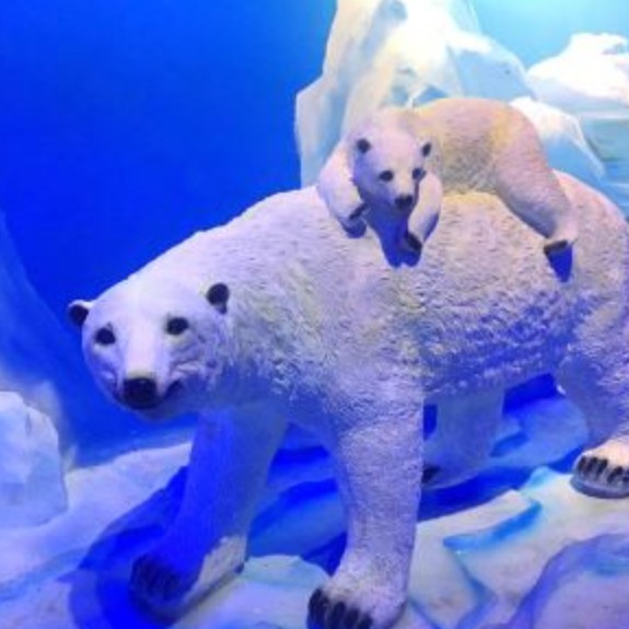 江陽水族店，江陽水族店哪家口碑最好