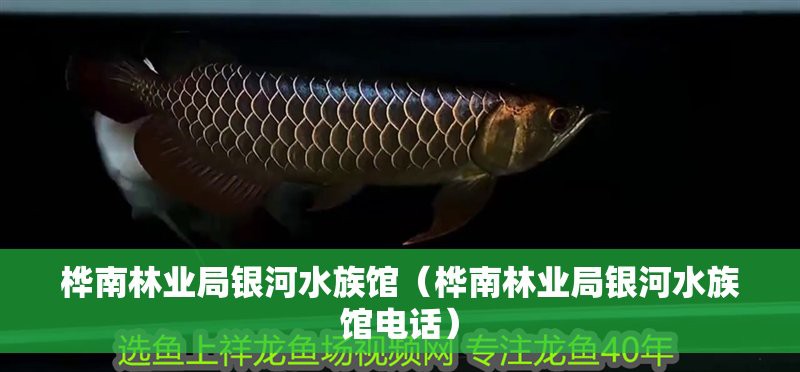 樺南龍魚店，東北地區(qū)首家大型水族館(樺南龍魚店