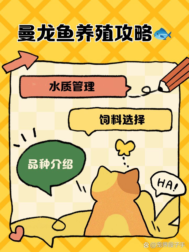 如何判斷曼龍魚是否健康？，判斷曼龍魚是否健康需綜合多方面觀察 如何判斷曼龍魚是否健康？，判斷曼龍魚是否健康需綜合多方面觀察 龍魚百科 第5張