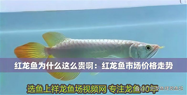 紅龍魚值多少錢，紅龍魚價格2688貴嗎廣州龍魚祥龍魚價格為何堪比保時捷 紅龍魚值多少錢，紅龍魚價格2688貴嗎廣州龍魚祥龍魚價格為何堪比保時捷 龍魚百科 第3張