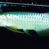 如何區分金龍魚和藍底過背？，區分金龍魚與藍底過背需關注多個特征真正的“藍底過背”極為稀有