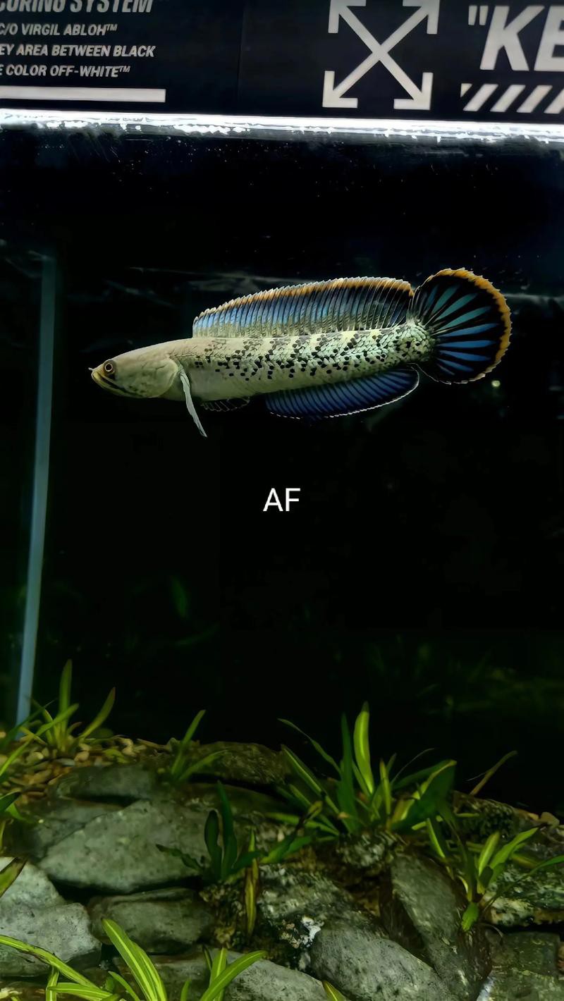 提供幾張不同角度的鬼王雷龍魚圖片，不同角度拍攝的鬼王雷龍魚圖片