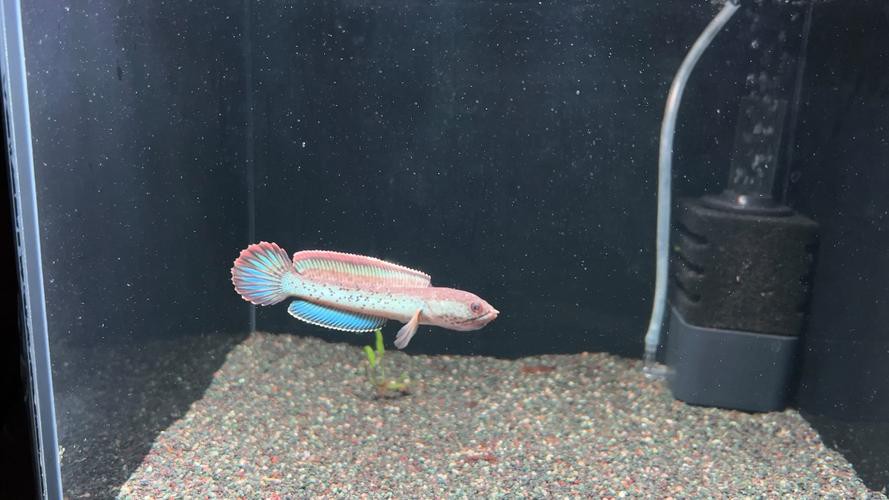 提供幾張不同角度的鬼王雷龍魚圖片，不同角度拍攝的鬼王雷龍魚圖片