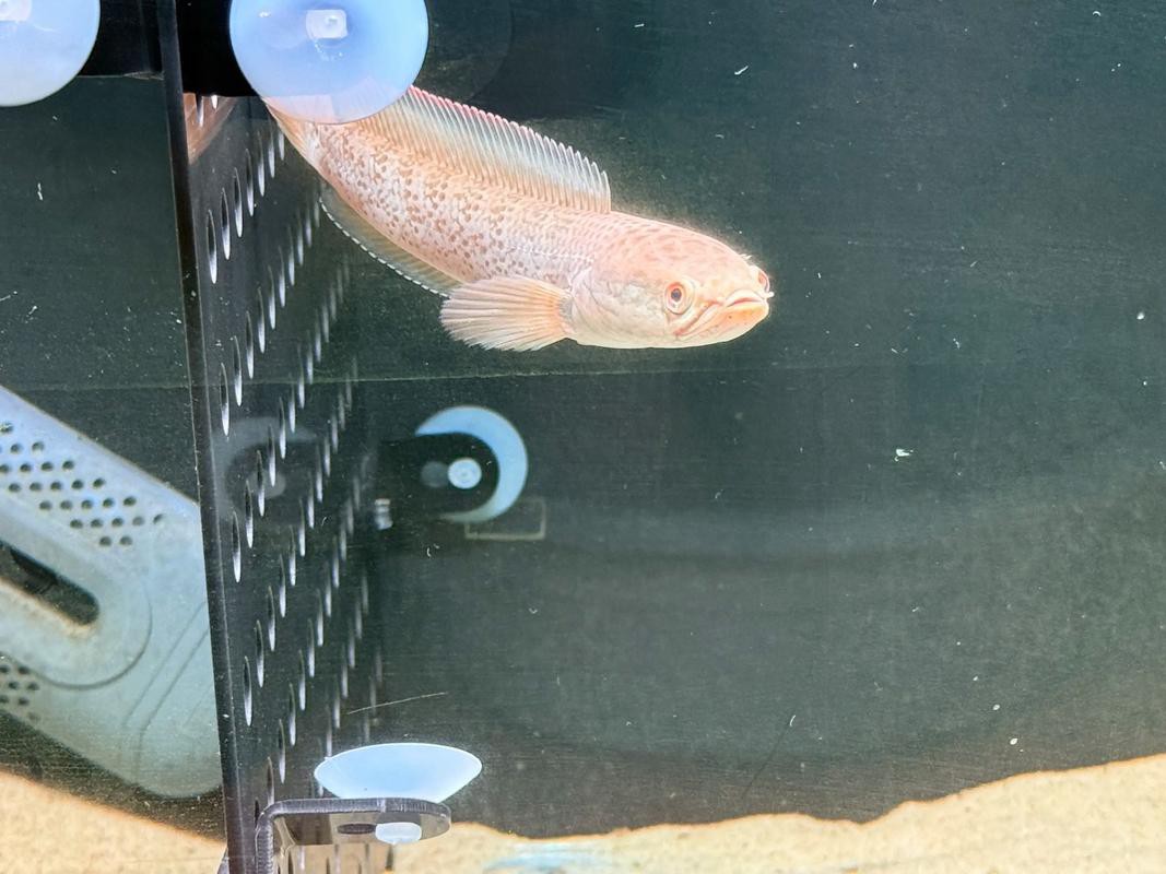 提供幾張不同角度的鬼王雷龍魚圖片，不同角度拍攝的鬼王雷龍魚圖片
