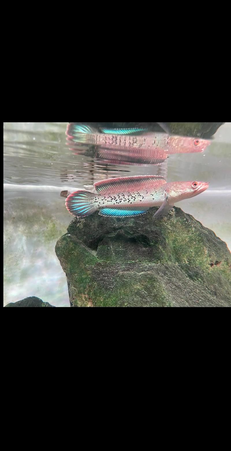 提供幾張不同角度的鬼王雷龍魚圖片，不同角度拍攝的鬼王雷龍魚圖片