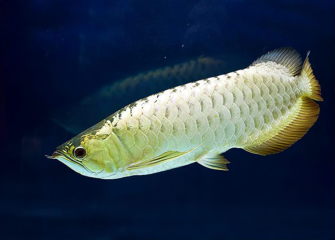 如何早期發現龍魚真菌感染？，如何早期發現龍魚真菌感染