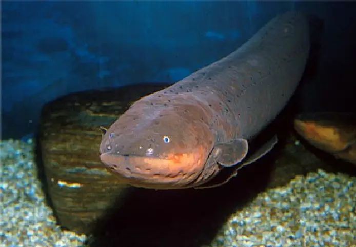 電鰻創造了能儲存電的什么，電鰻發電機 電鰻創造了能儲存電的什么，電鰻發電機\