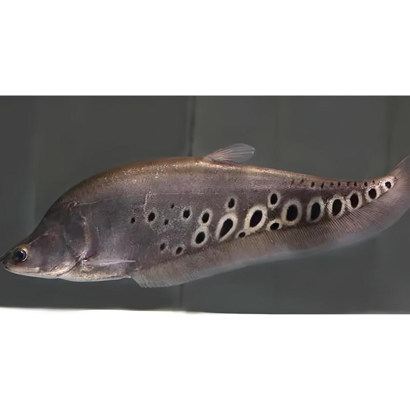 刀魚(yú)學(xué)名叫什么，五一后少吃鯉魚(yú)和草魚(yú),多吃這4種淡水魚(yú),鮮嫩肥美正當(dāng)時(shí)