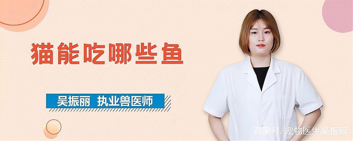 貓最愛(ài)吃的魚(yú)前十名，貓咪最愛(ài)吃的10種魚(yú)類前十名貓咪最愛(ài)吃哪些魚(yú)尾巴搖搖屋