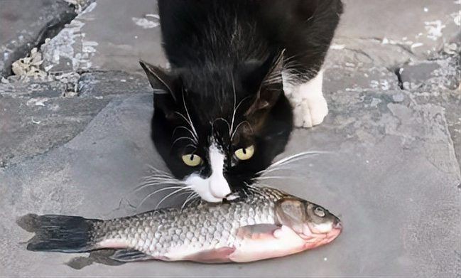 貓最愛(ài)吃的魚(yú)前十名，貓咪最愛(ài)吃的10種魚(yú)類前十名貓咪最愛(ài)吃哪些魚(yú)尾巴搖搖屋