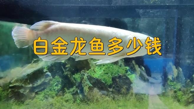 白金龍魚為何如此昂貴？，養(yǎng)魚大全白金龍魚為何如此昂貴