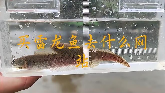 如何預(yù)防龍魚(yú)真菌感染？，野生雷龍魚(yú)的飼養(yǎng)方法
