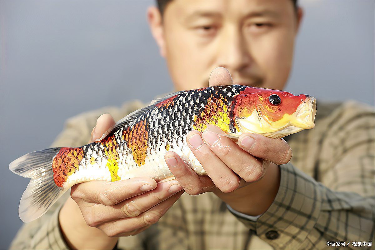什么品種的錦鯉最好養，什么品種的錦鯉好養