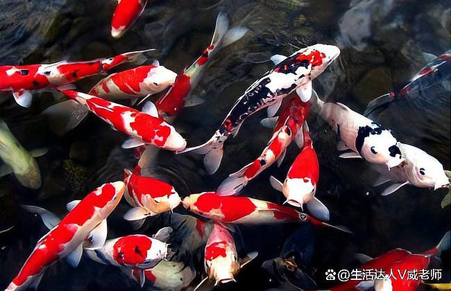 什么品種的錦鯉最好養，什么品種的錦鯉好養