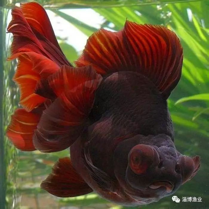 如何判斷龍睛魚是否健康？，《如何判斷龍睛魚是否健康》 如何判斷龍睛魚是否健康？，《如何判斷龍睛魚是否健康》 龍魚百科 第8張