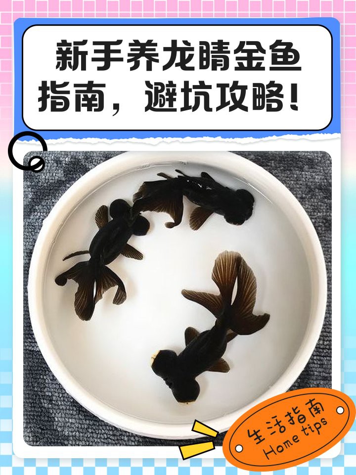 如何判斷龍睛魚是否健康？，《如何判斷龍睛魚是否健康》 如何判斷龍睛魚是否健康？，《如何判斷龍睛魚是否健康》 龍魚百科 第2張