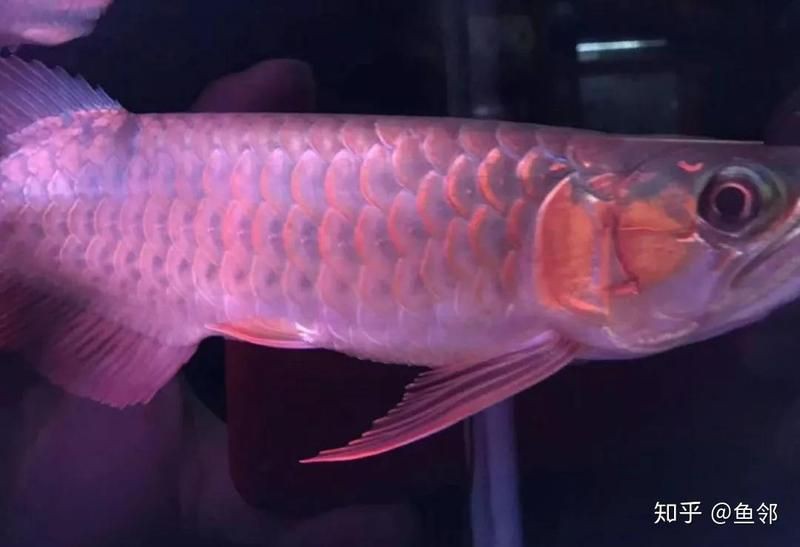 紅龍上色所需材料，2019華晨展紅龍魚發(fā)色攻略養(yǎng)魚說魚兒你為什么那樣紅