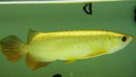如何設置龍魚和鸚鵡魚混養的水質？，如何設置龍魚和鸚鵡魚混養的水質