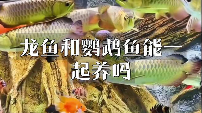 如何設置龍魚和鸚鵡魚混養的水質？，如何設置龍魚和鸚鵡魚混養的水質