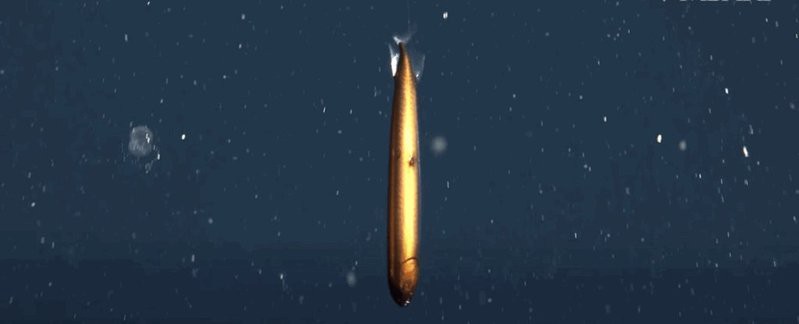 如何區分不同種類的深海龍魚？，如何區分不同種類的深海龍魚，