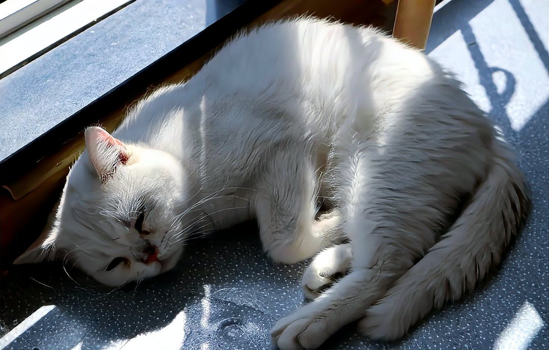 什么人不能擺放招財貓，什么人不適合擺放招財貓 什么人不能擺放招財貓，什么人不適合擺放招財貓 龍魚論壇 第3張