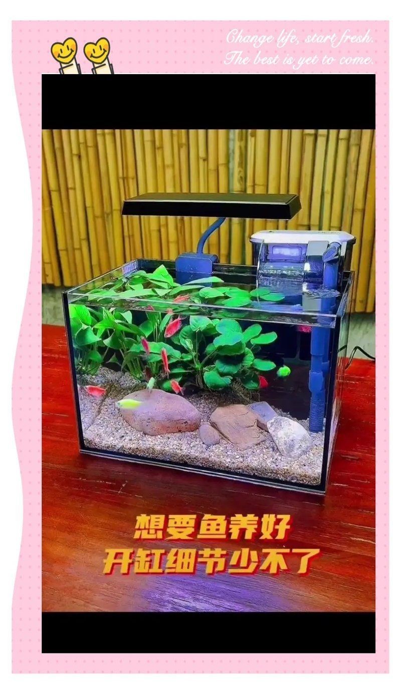 白缸養(yǎng)魚的裝飾技巧，白缸養(yǎng)魚的裝飾技巧，6種絕美魚缸造景全攻略，新手必看