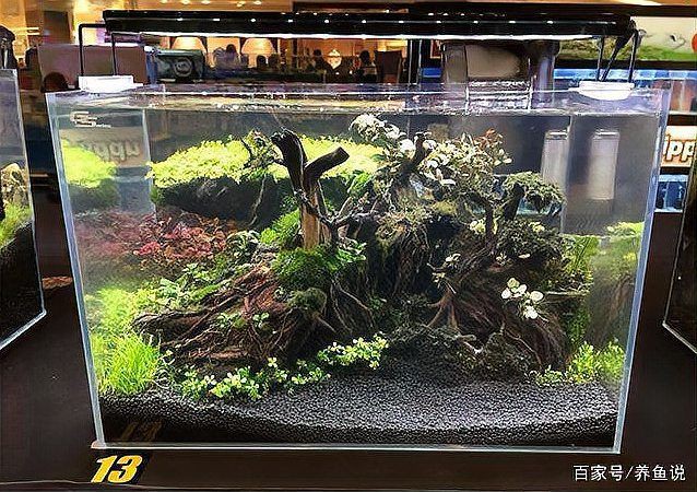 白缸養(yǎng)魚的裝飾技巧，白缸養(yǎng)魚的裝飾技巧，6種絕美魚缸造景全攻略，新手必看
