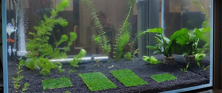 白缸養(yǎng)魚的裝飾技巧，白缸養(yǎng)魚的裝飾技巧，6種絕美魚缸造景全攻略，新手必看