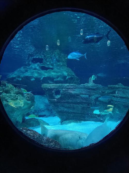 <strong><mark>富川</mark></strong>水族店，<strong><mark>富川</mark></strong>地區(qū)水族館/水族店的綜合信息