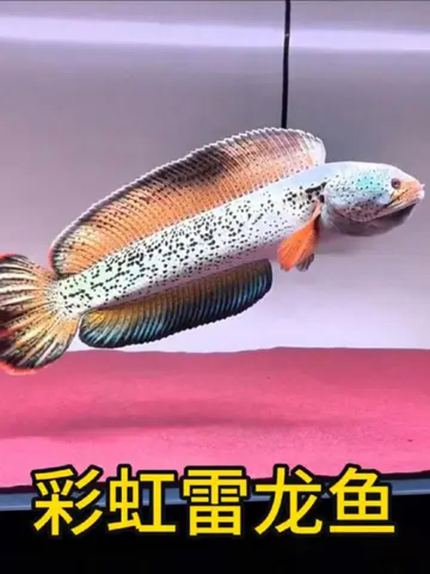 彩虹雷龍適合與哪些魚混養？，彩虹雷龍混養需要多久適應 彩虹雷龍適合與哪些魚混養？，彩虹雷龍混養需要多久適應 龍魚論壇 第3張