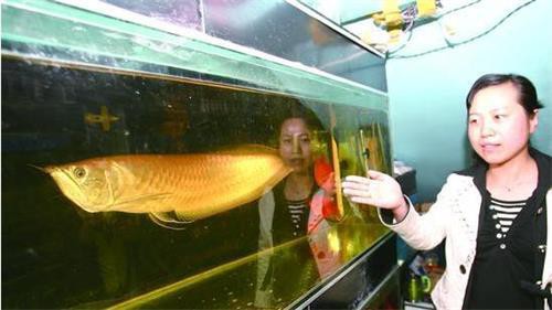 大銀龍魚的市場(chǎng)需求如何，大銀龍魚市場(chǎng)需求呈現(xiàn)多元化特點(diǎn) 大銀龍魚的市場(chǎng)需求如何，大銀龍魚市場(chǎng)需求呈現(xiàn)多元化特點(diǎn) 龍魚百科 第2張