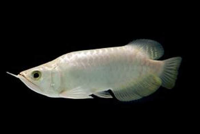 普通福龍魚有哪些高端品種？，普通福龍魚的高端品種有哪些？