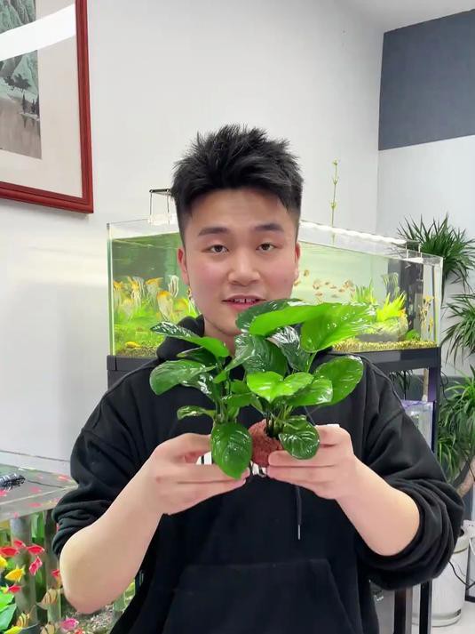 如何選擇適合龍魚缸的水草？，龍魚缸水草多久換一次，三種超耐養的寶藏水草